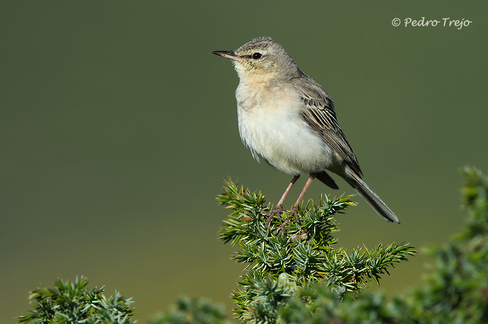 Bisbita campestre (Anthus campestris)